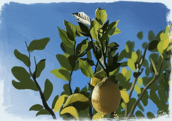 Lemon study